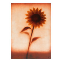 Himawari Tournesol Abstraction Florale Japonaise