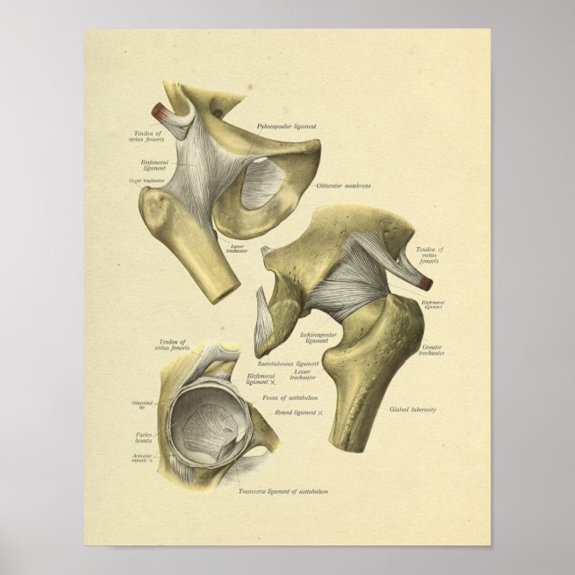 Affiche Hip Pelvis Joint Anatomie Bones Imprimer (Devant)
