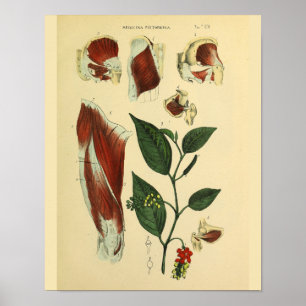 Affiche Hip Thigh Muscles genou Anatomie Art Imprimer