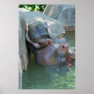 Affiche hippo