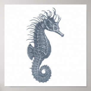 Affiche Hippocampe gris de l'impression #5 du groupe 12A