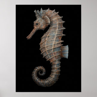 Affiche Hippocampe majestueux