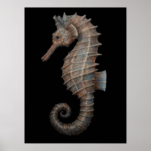 Affiche Hippocampe majestueux (Devant)