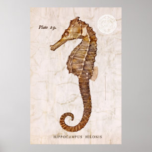 Affiche Hippocampe vintage - hippocampes antiques