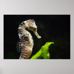 Affiche Hippocampus