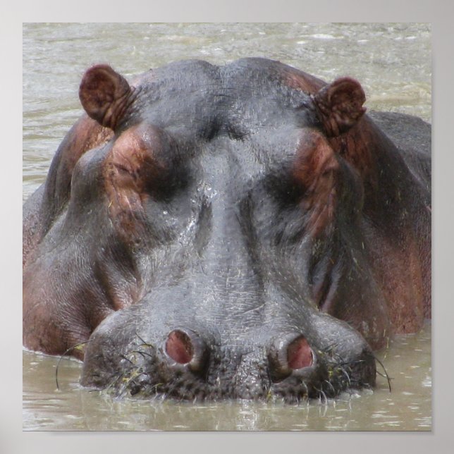Affiche Hippopotame (Devant)