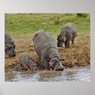 Affiche Hippopotame, Hippopotamus amphibius, Serengeti