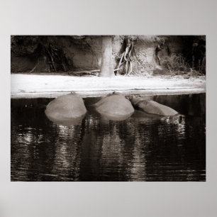 Affiche Hippopotames reposant dans l'eau Faune noire et bl