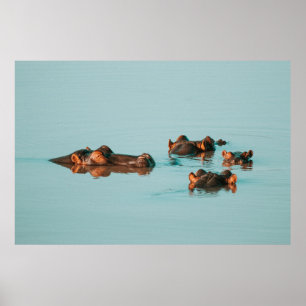 AFFICHE HIPPOS REFROIDISSANT DANS LE BARRAGE