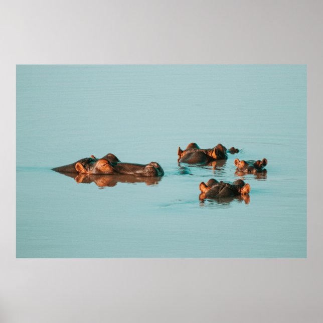 AFFICHE HIPPOS REFROIDISSANT DANS LE BARRAGE (Devant)