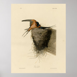 Affiche Hirondelle d'Audubon's Birds of America