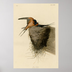 Affiche Hirondelle de grange