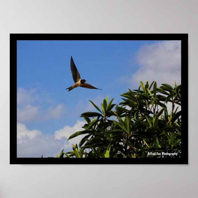 Affiche Hirondelle Rustique Ailes Ouvertes (Devant)
