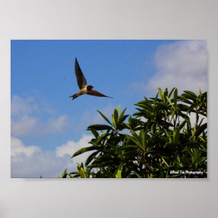 Affiche Hirondelle Rustique Ailes Ouvertes