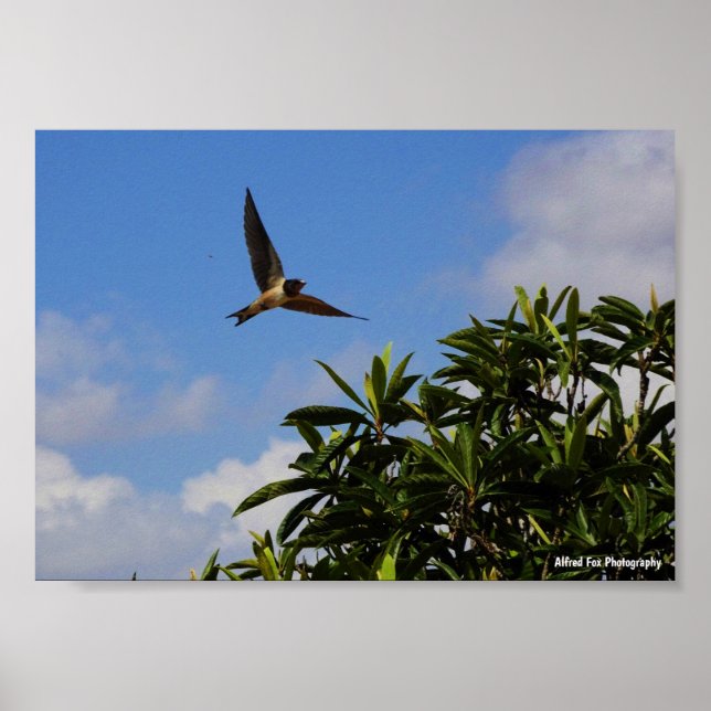 Affiche Hirondelle Rustique Ailes Ouvertes (Devant)