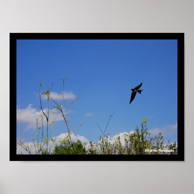 Affiche Hirondelle rustique en vol (Devant)