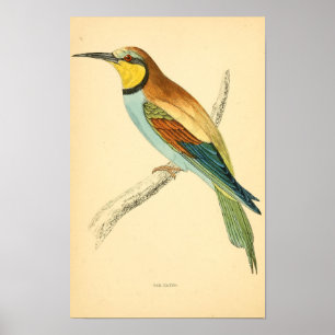 Affiche Histoire des oiseaux britanniques 1863 BEE-EATER