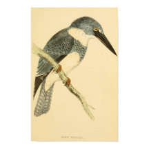 Histoire des oiseaux britanniques 1863 BELTED-KING