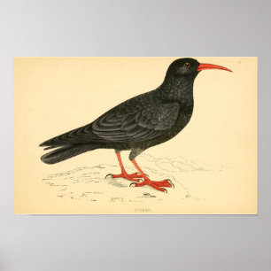 Affiche Histoire des oiseaux britanniques 1863 COUGH