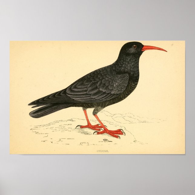 Affiche Histoire des oiseaux britanniques 1863 COUGH (Devant)
