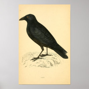 Affiche Histoire des oiseaux britanniques 1863 CROW