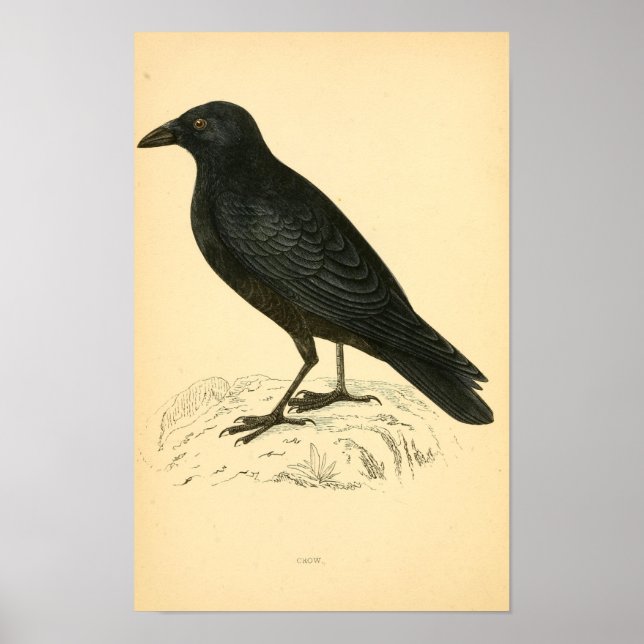 Affiche Histoire des oiseaux britanniques 1863 CROW (Devant)