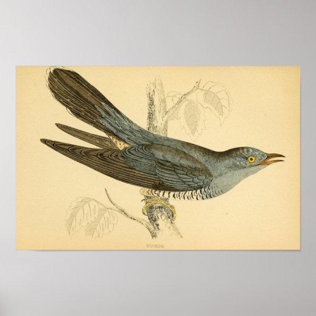 Affiche Histoire des oiseaux britanniques 1863 CUCKOO (Devant)