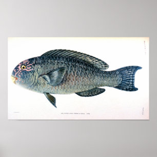 Affiche Historical Fish Study