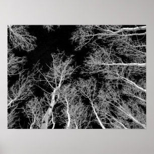 Affiche Hiver Aspen Trees - Ciel noir