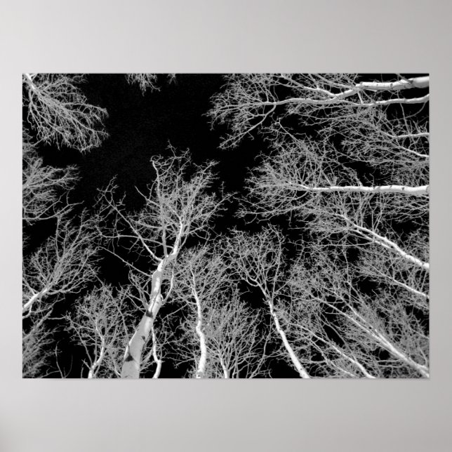 Affiche Hiver Aspen Trees - Ciel noir (Devant)