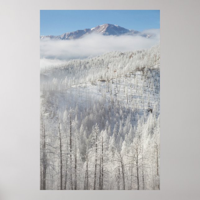 Affiche Hiver dans la forêt nationale de Pike (Devant)
