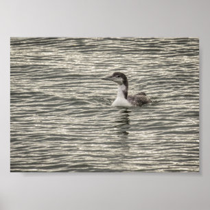 Affiche Hiver Loon Conesus Lake Birds Grey Archivage
