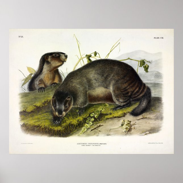 Affiche Hoary Marmot, The Whistler by Audubon (Devant)