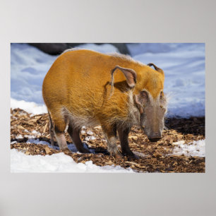 Affiche Hog De La Rivière Rouge Dans La Neige