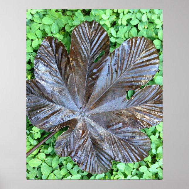 Affiche Hoja de Yagrumo seca sobre grame verde (Devant)