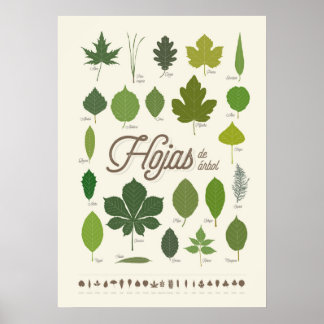 Affiche Hojas de Árbol