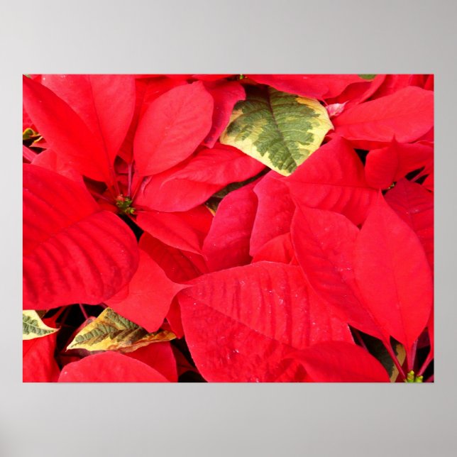 Affiche Holly Point Poinsettias vacances Floral (Devant)