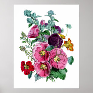 Affiche Hollyhocks botaniques vintages