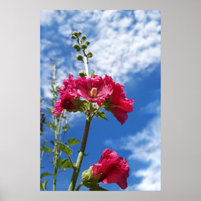 Affiche Hollyhocks fleur, Alcea Rosea (Devant)