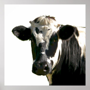 Affiche Holstein Vache ferme animal laitier noir et blanc