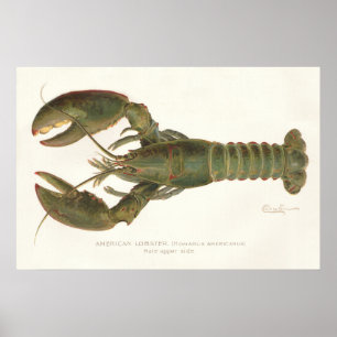 Affiche Homard américain - Sherman Denton Fish Lithograph