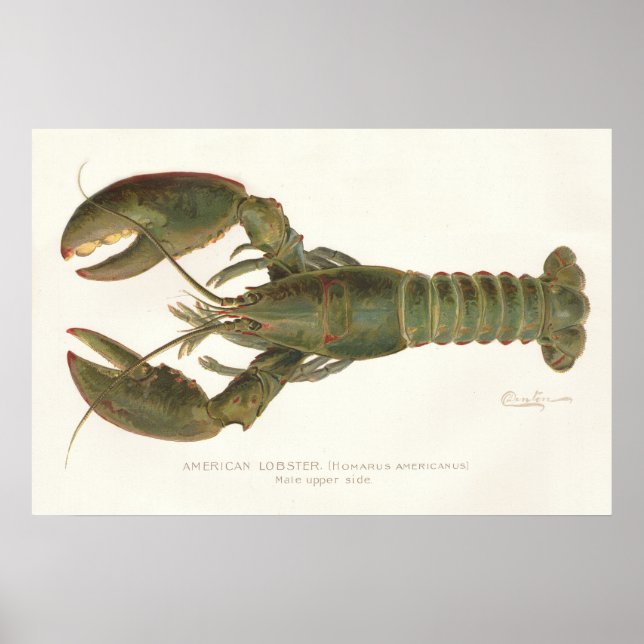 Affiche Homard américain - Sherman Denton Fish Lithograph (Devant)