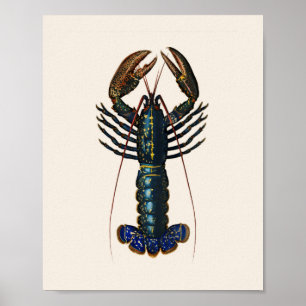 Affiche Homard - Homard Commun
