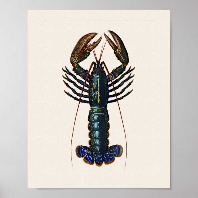 Affiche Homard - Homard Commun (Devant)