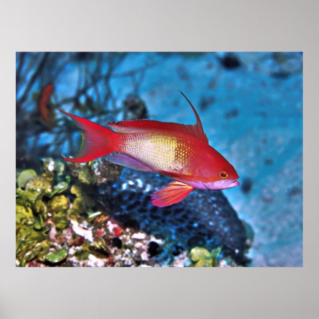 Affiche Homme Anthia (Devant)