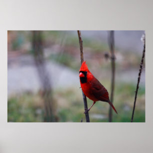 Affiche Homme Cardinal Bird