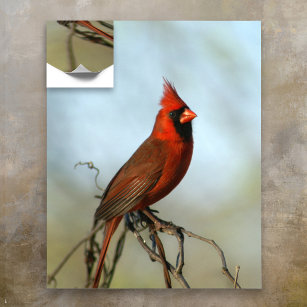 Affiche Homme Cardinal du Nord