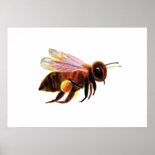 Affiche Honey Bee Flying