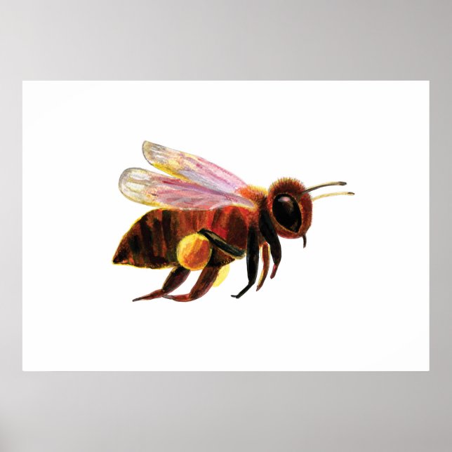 Affiche Honey Bee Flying (Devant)