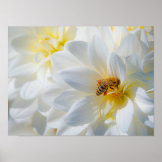Affiche Honeybee on a Dahlia
